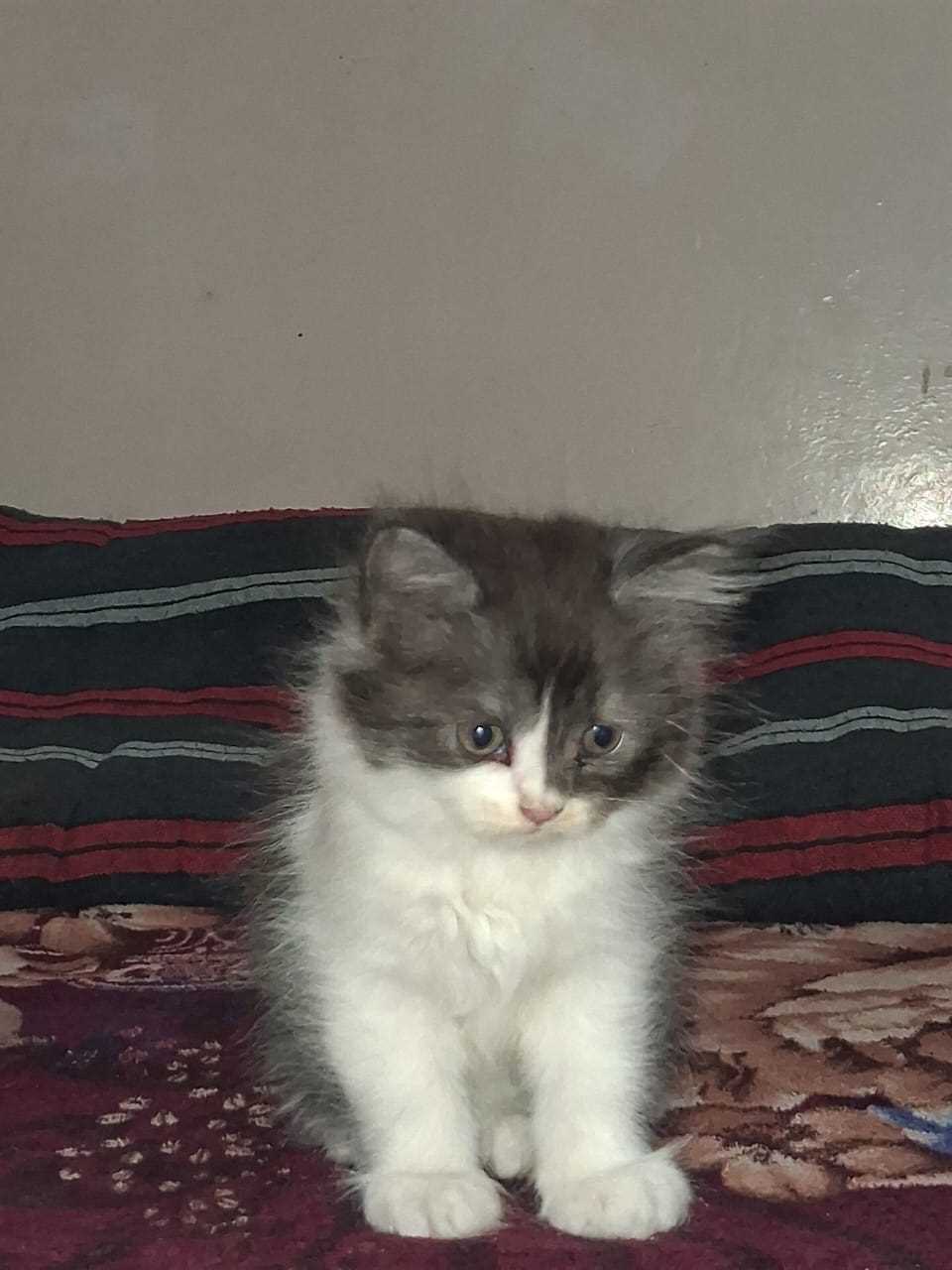 Persian For Sale In Bhubaneswar