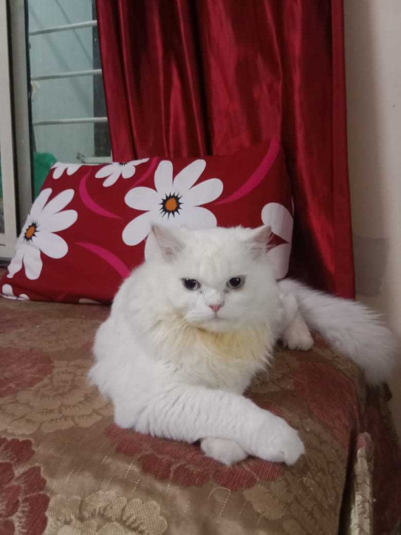 Persian For Sale In Bhubaneswar