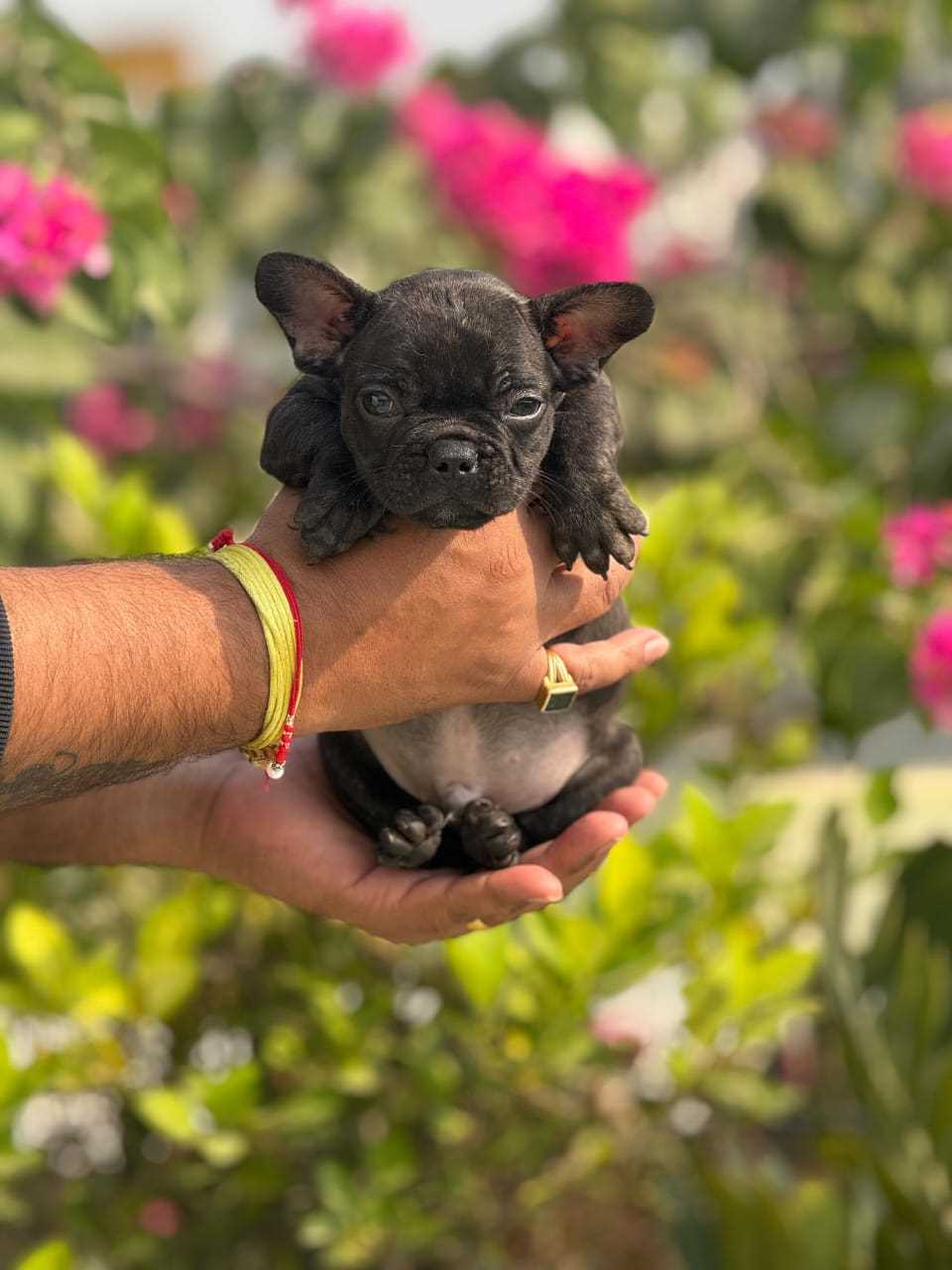 French Bulldog For Sale In Bangalore