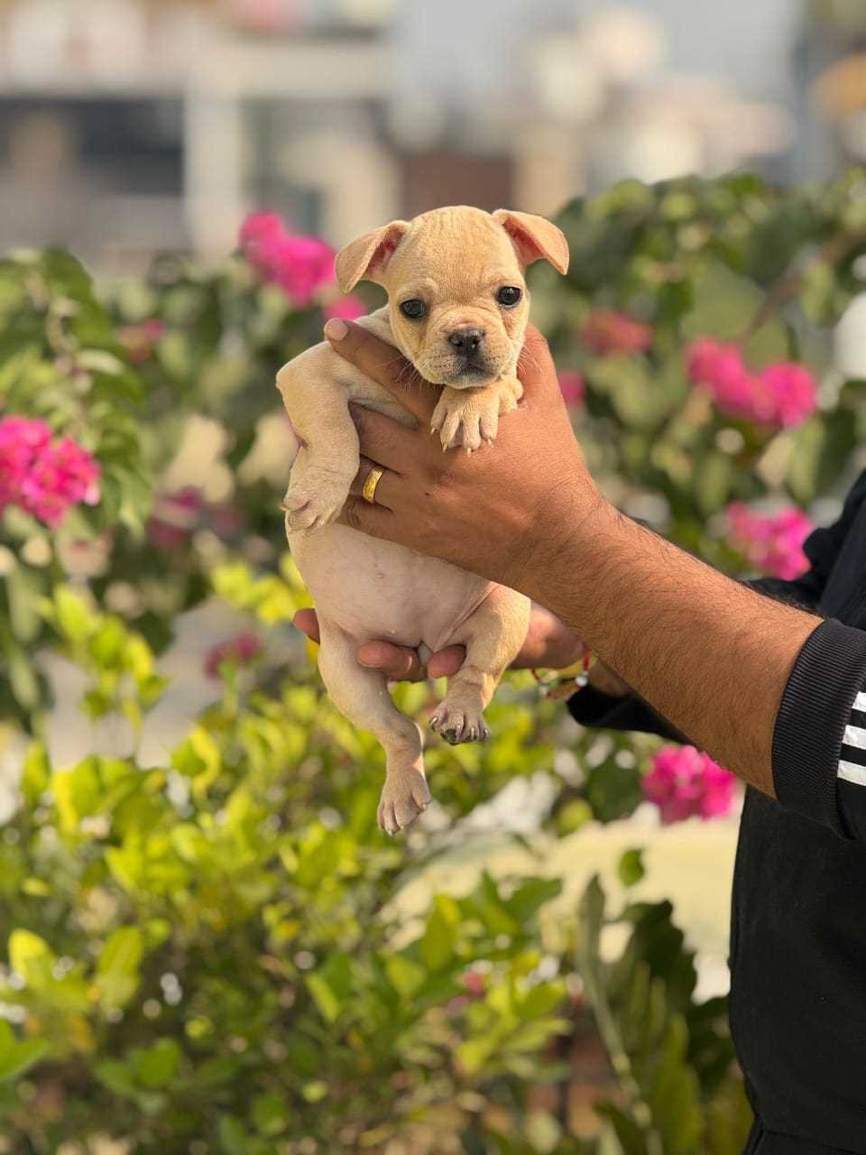 French Bulldog For Sale In Bangalore