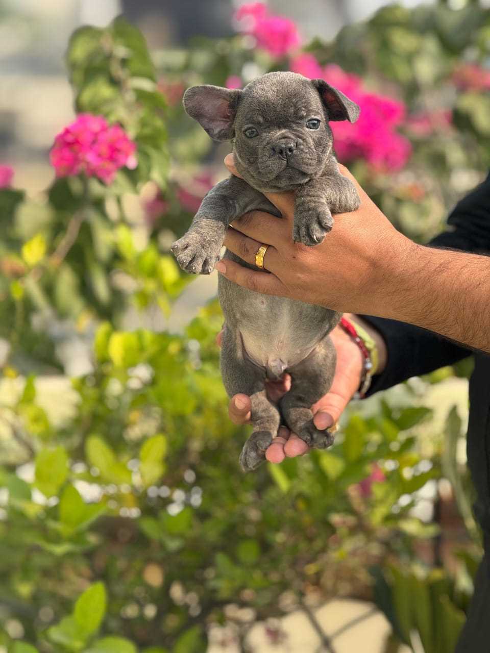 French Bulldog For Sale In Bangalore