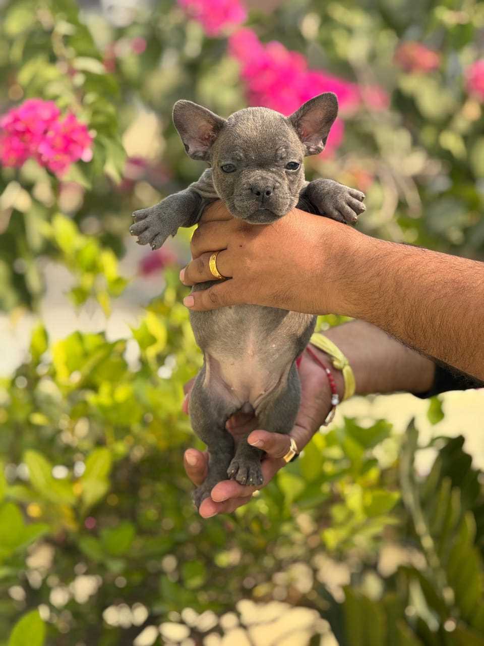 French Bulldog For Sale In Bangalore