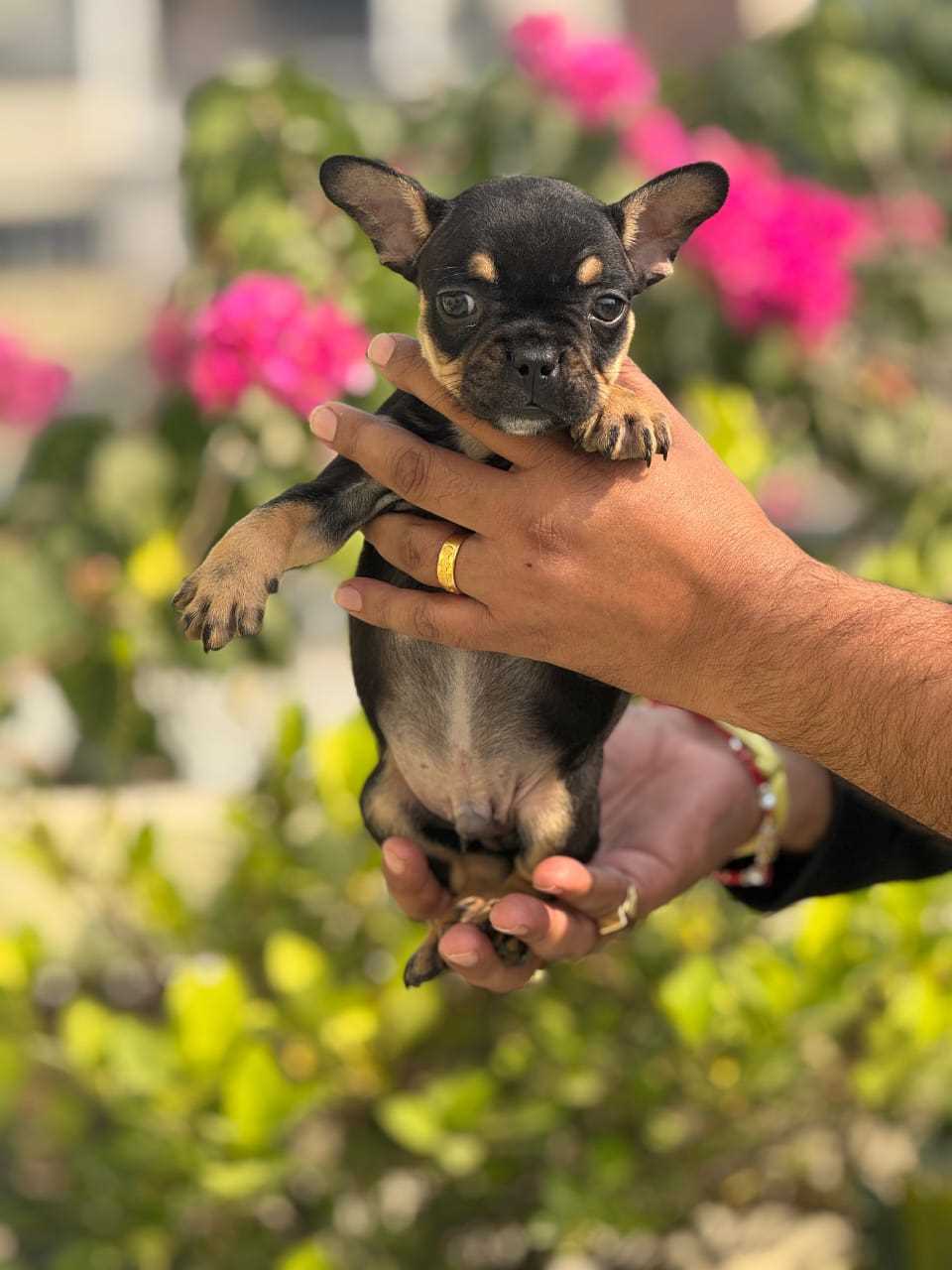 French Bulldog For Sale In Bangalore