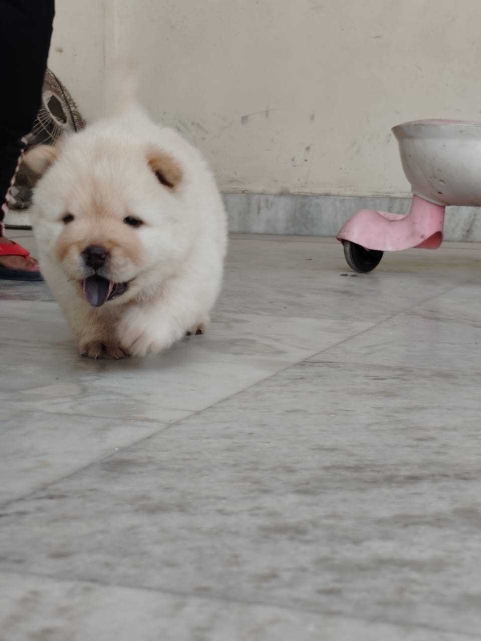 Chow Chow For Sale In Coimbatore