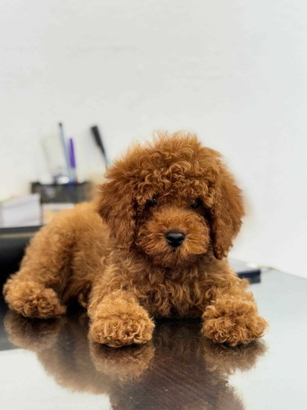 Poodle For Sale In Bangalore
