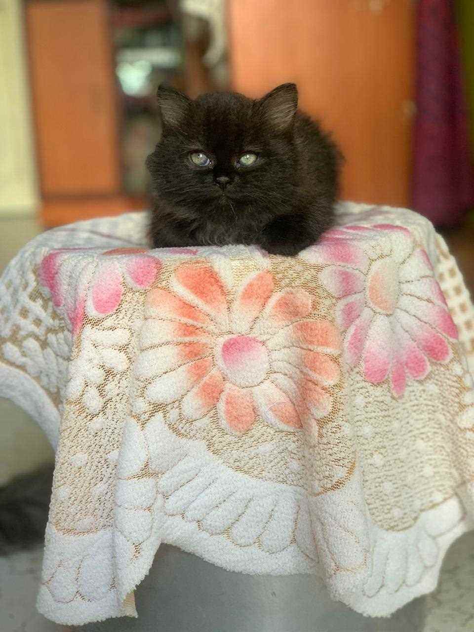 Persian For Sale In Noida