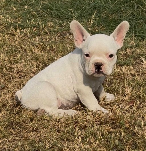 French Bulldog For Sale In Bhubaneswar