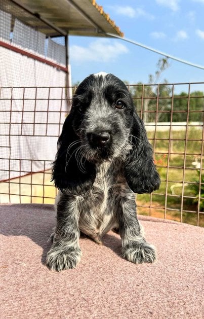 English Cocker Spaniel For Sale In Jaipur