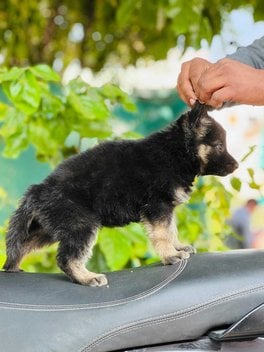 German Shepherd For Sale In Bhubaneswar