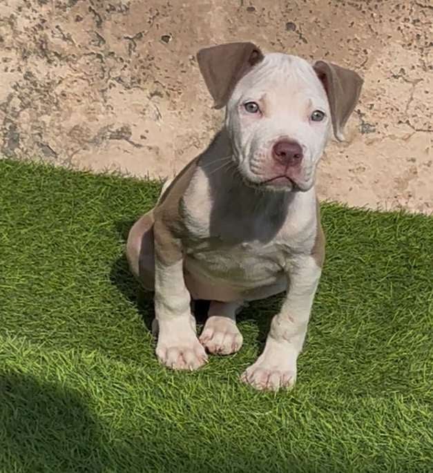 Pitbull For Sale In Bhubaneswar