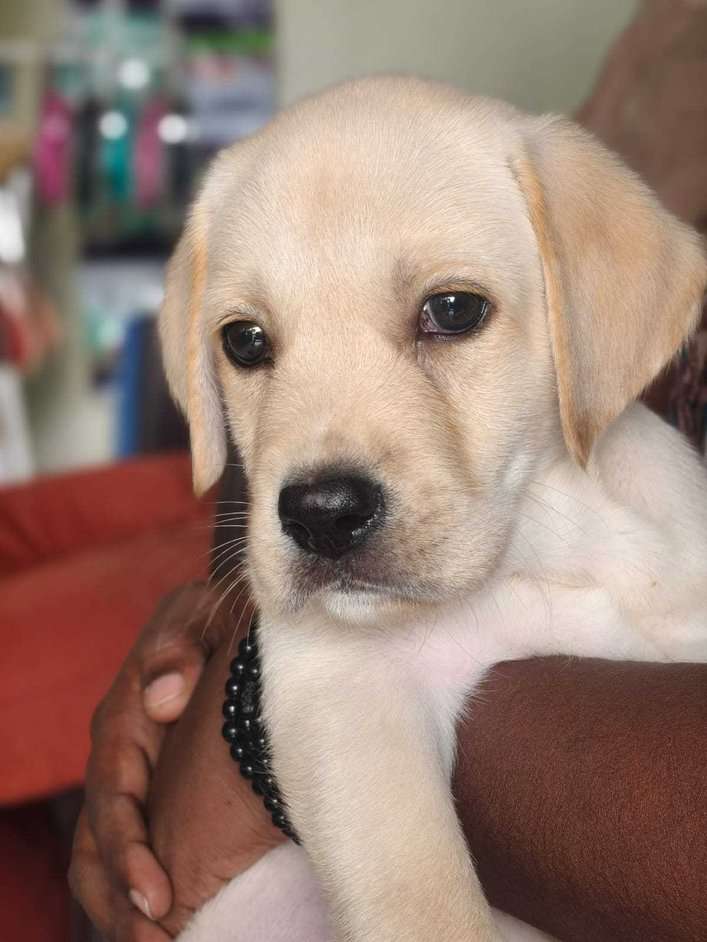 Labrador Retriever For Sale In Bhubaneswar
