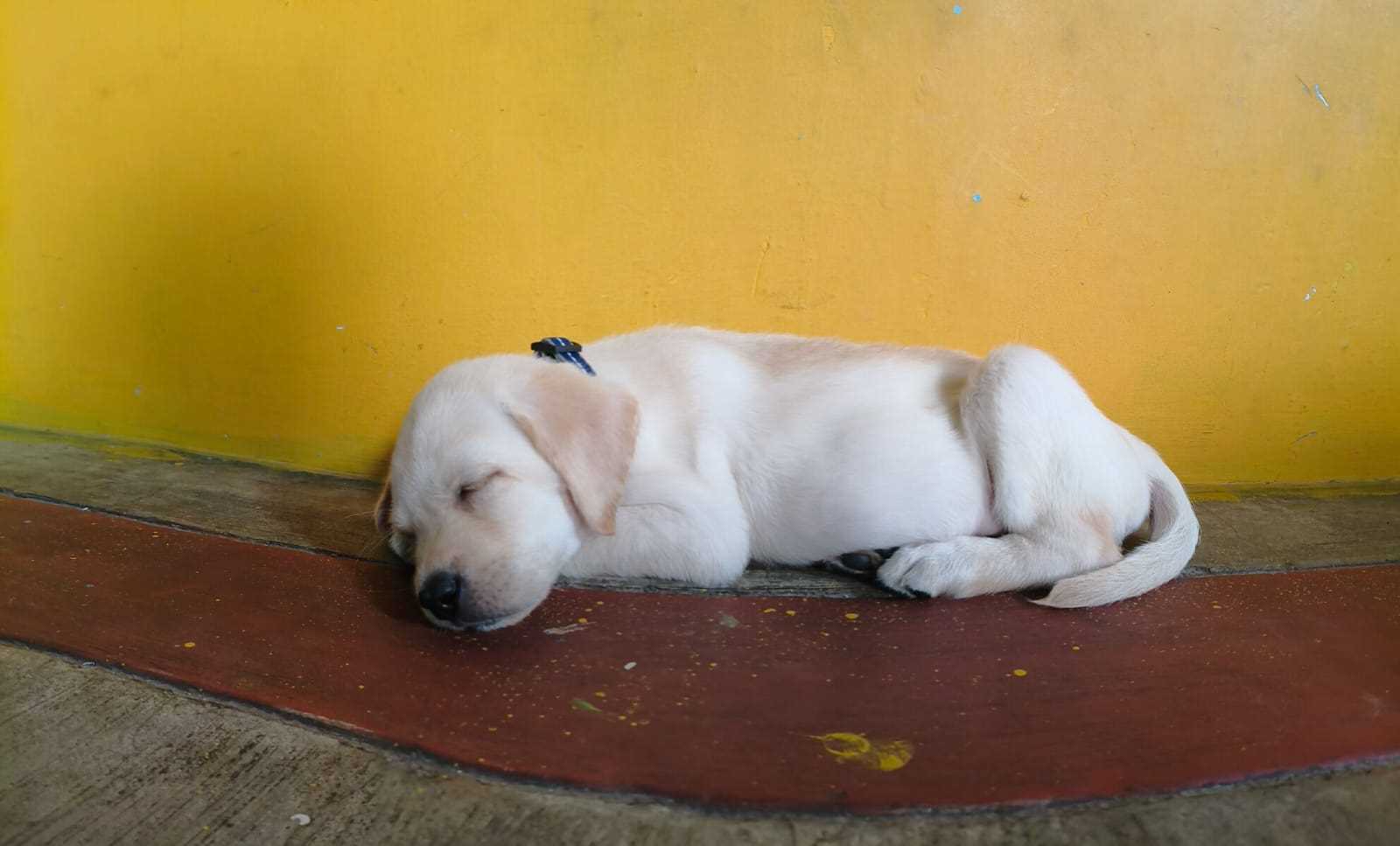 Labrador Retriever For Sale In Bhubaneswar