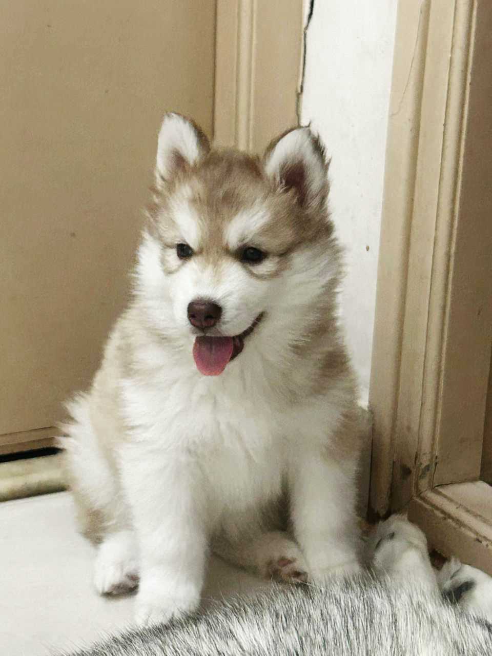 Siberian Husky For Sale In Bhubaneswar