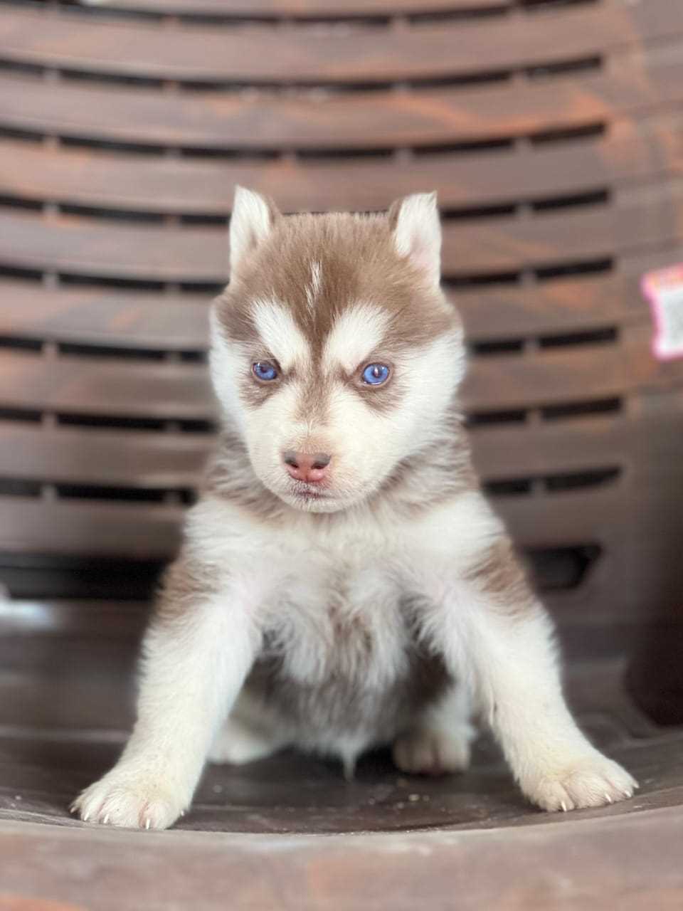 Siberian Husky For Sale In Bhubaneswar
