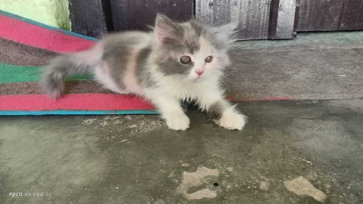 Calico For Sale In Baleshwar