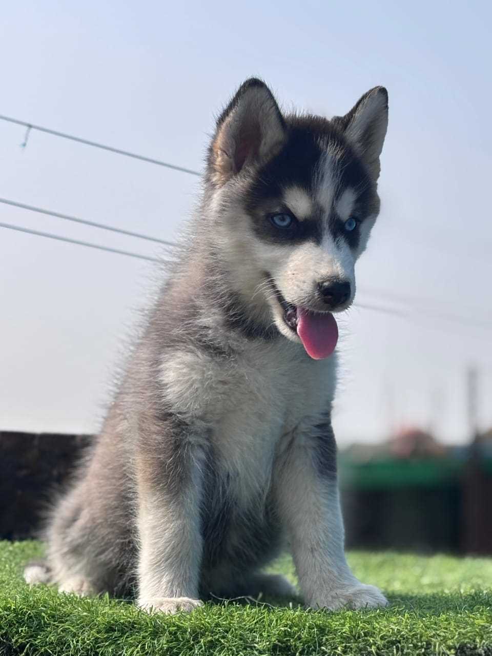 Siberian Husky For Sale In Bhubaneswar