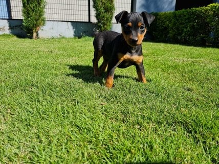 Miniature Pinscher For Sale In Baleshwar