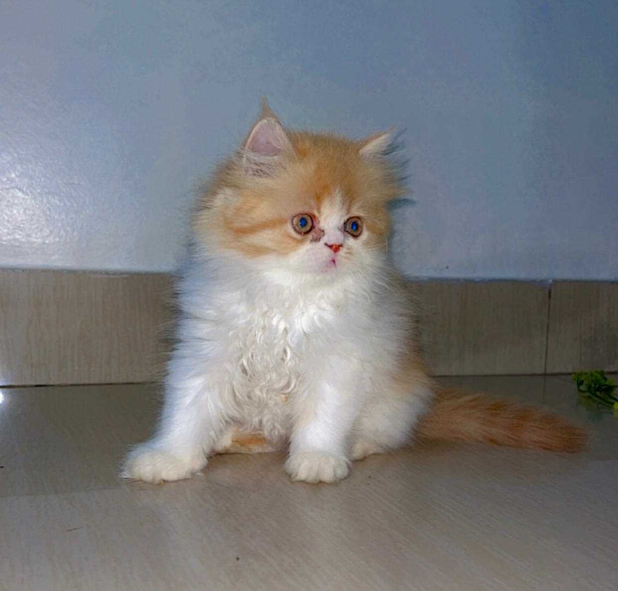 Persian For Sale In Bhubaneswar