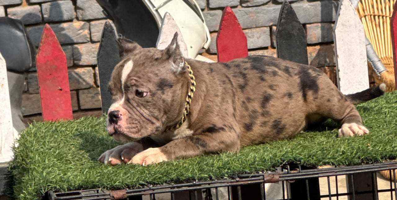American Bully For Sale In Baleshwar