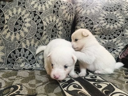 Pomeranian For Sale In Bhubaneswar