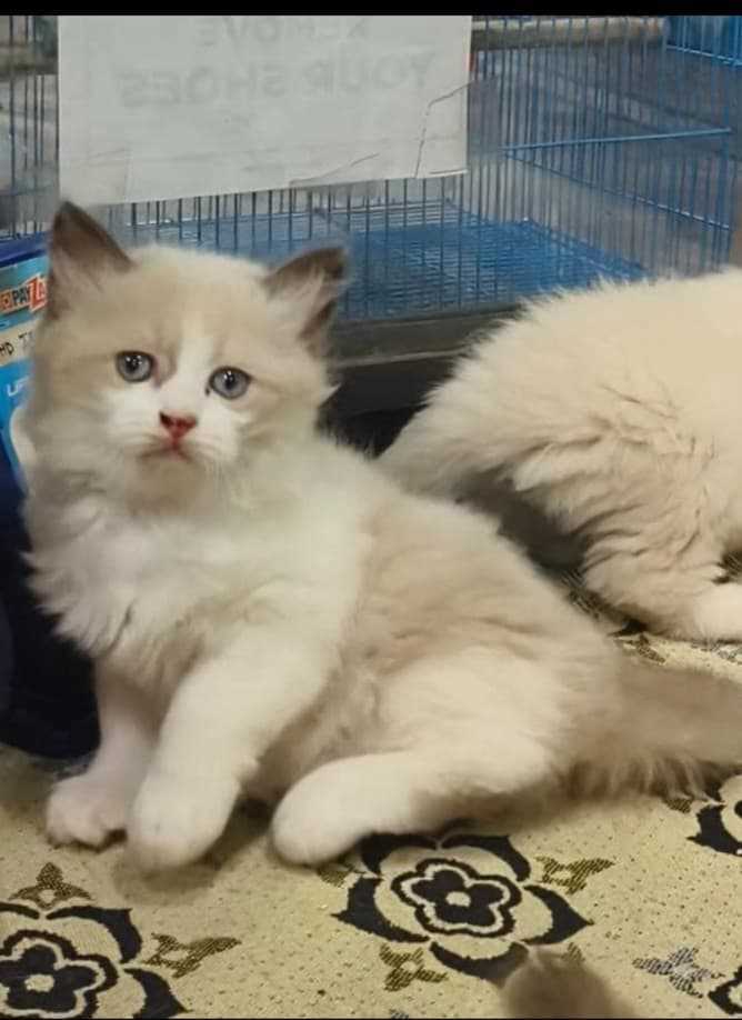 Ragdoll For Sale In Kochi