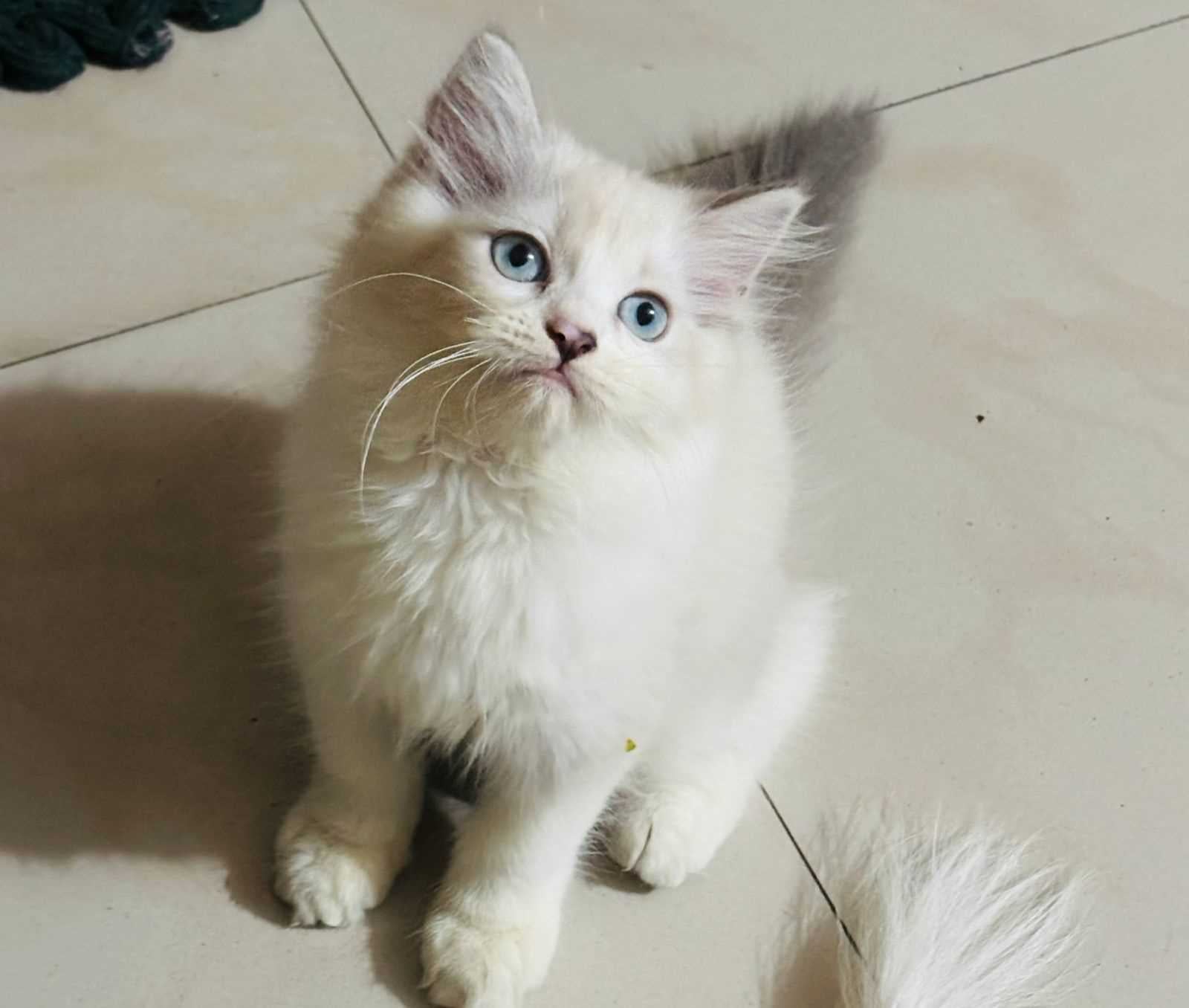 Ragdoll For Sale In Kochi