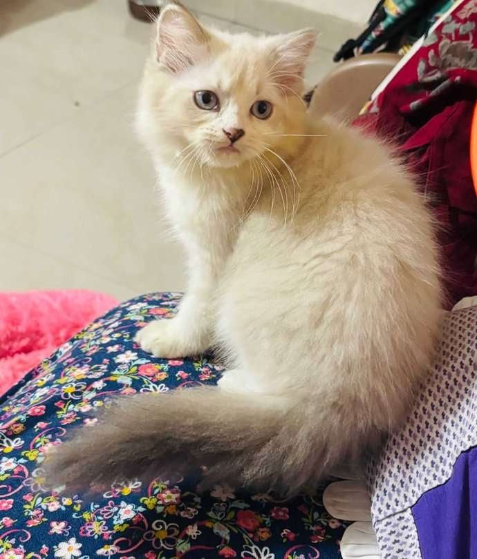 Ragdoll For Sale In Kochi