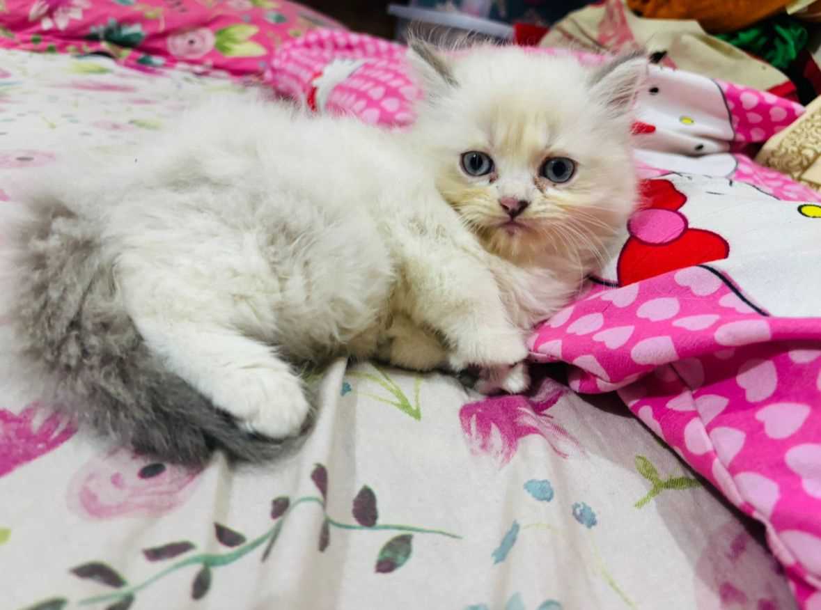 Ragdoll For Sale In Kochi