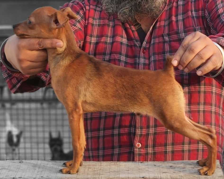 Miniature Pinscher For Sale In Bhubaneswar