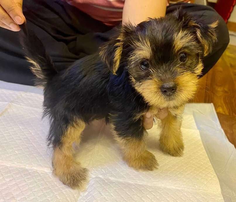 Yorkshire Terrier For Sale In Vijayawada