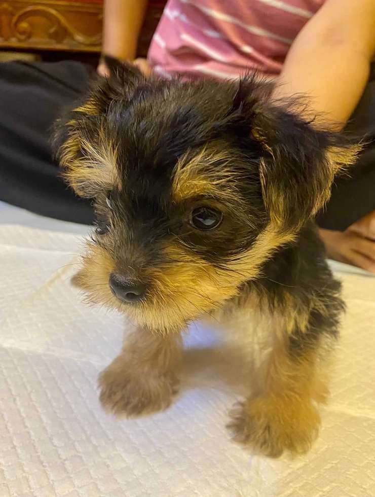 Yorkshire Terrier For Sale In Vijayawada