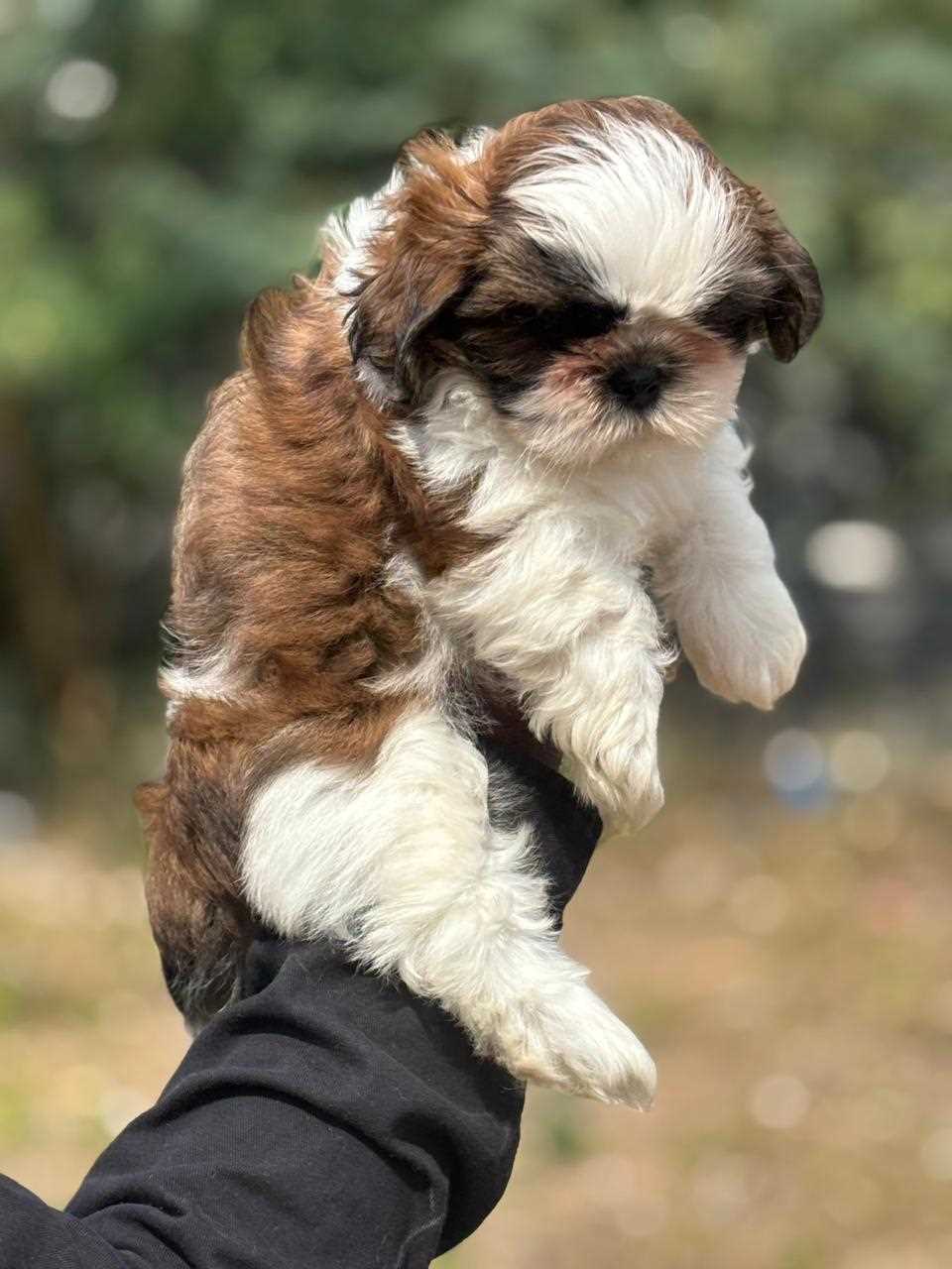 Shih Tzu For Sale In Bhubaneswar