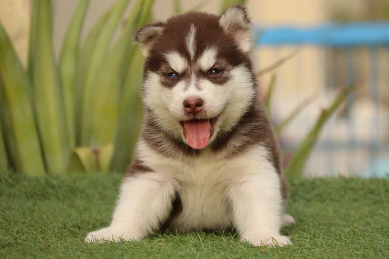Siberian Husky For Sale In Noida