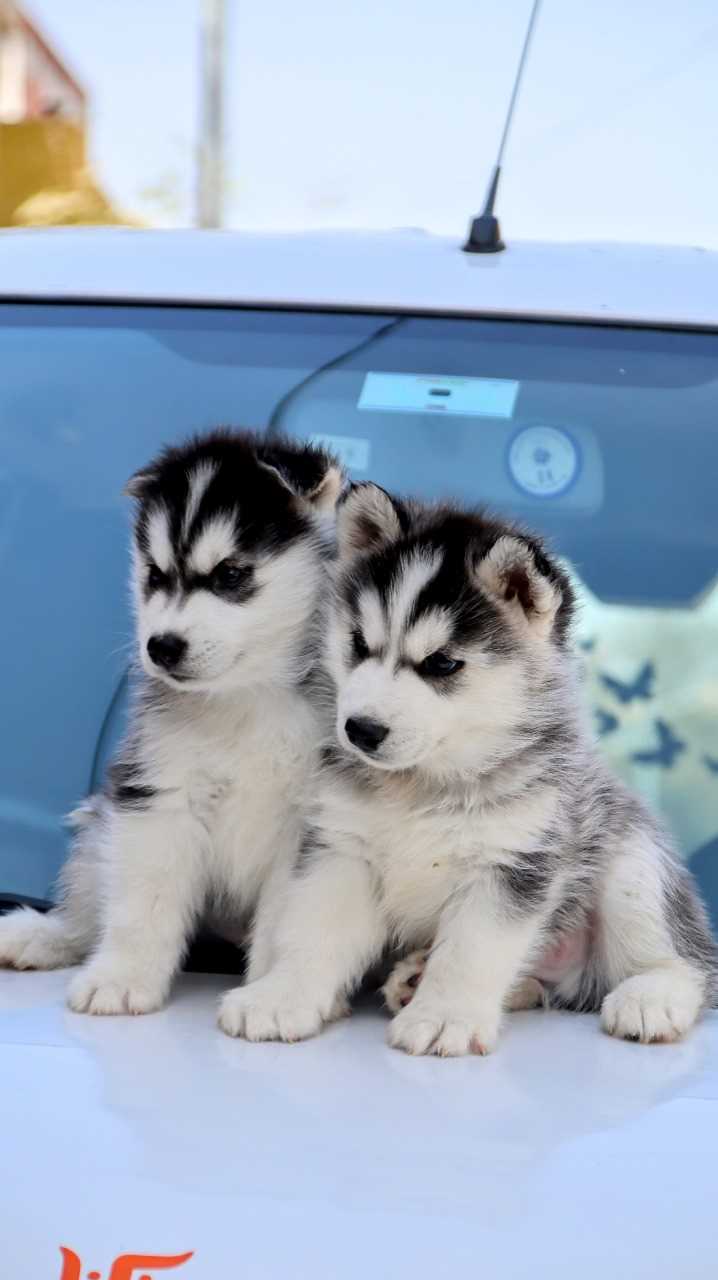 Siberian Husky For Sale In Noida
