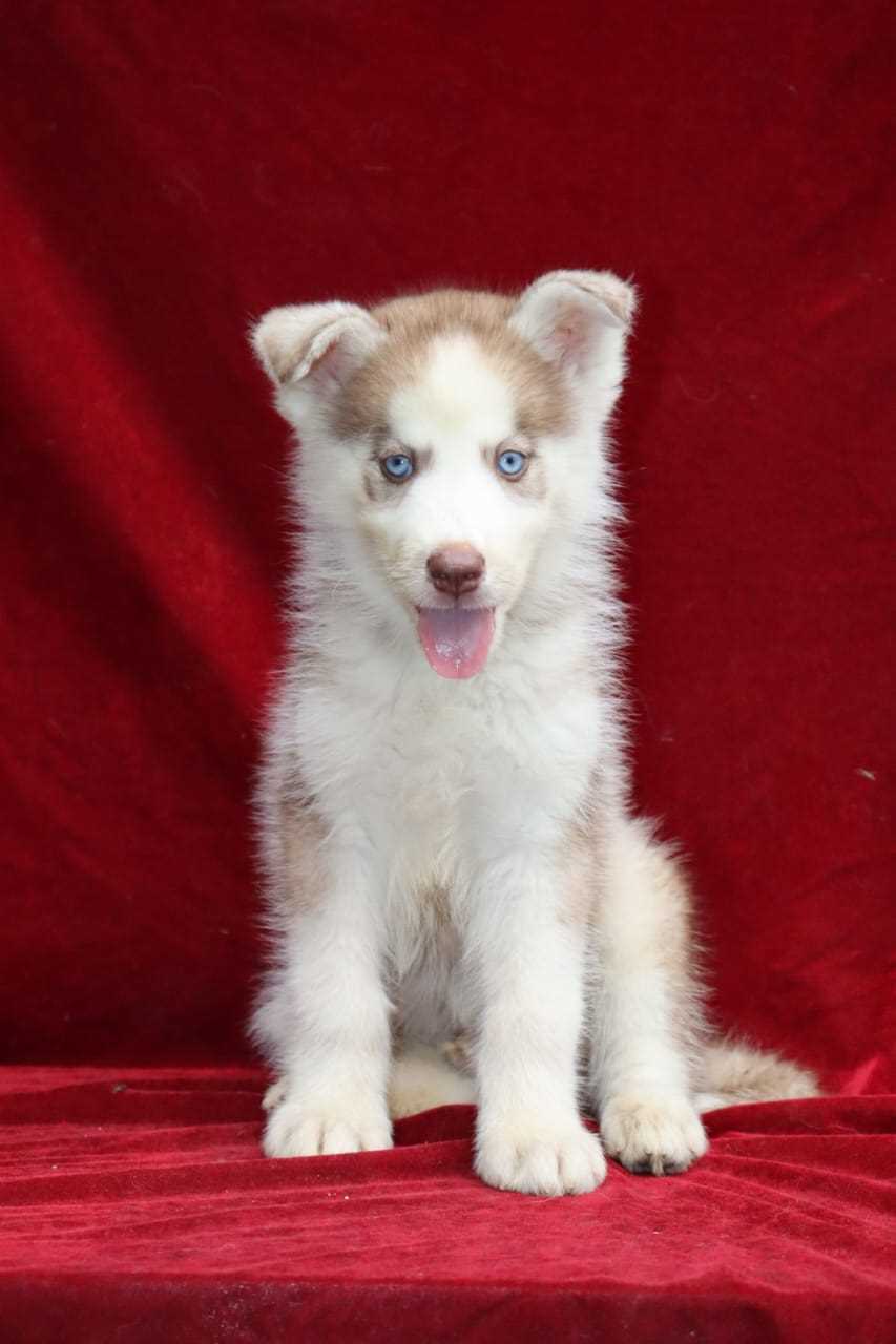 Siberian Husky For Sale In Noida