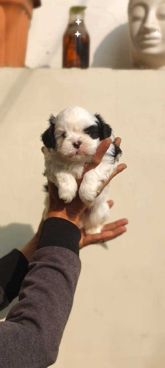 Shih Tzu For Sale In Noida