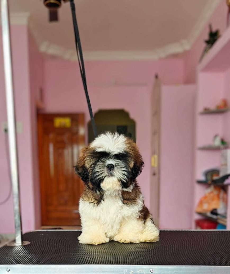 Shih Tzu For Sale In Noida