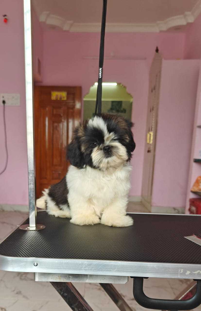 Shih Tzu For Sale In Noida