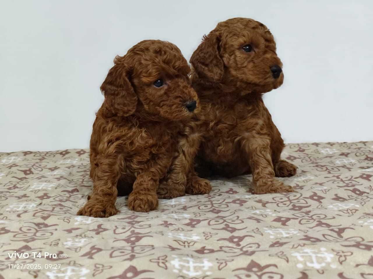 Poodle For Sale In Guwahati