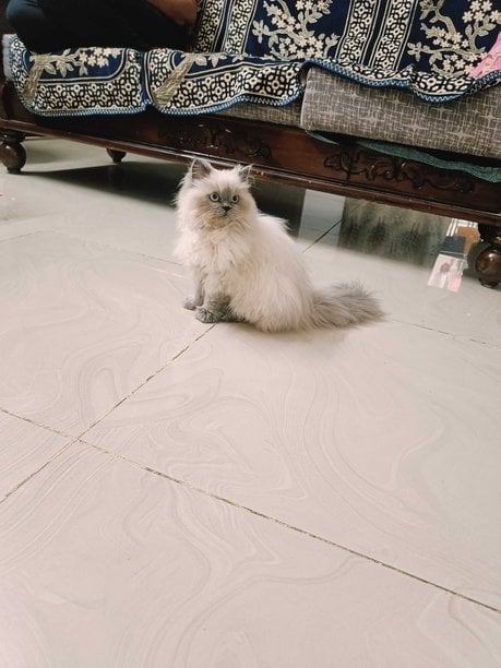 Himalayan For Sale In Bangalore