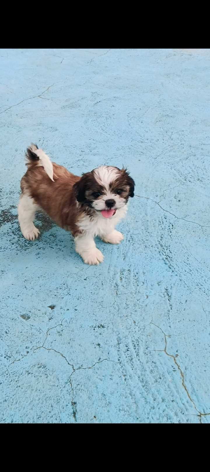 Shih Tzu For Sale In Mysore