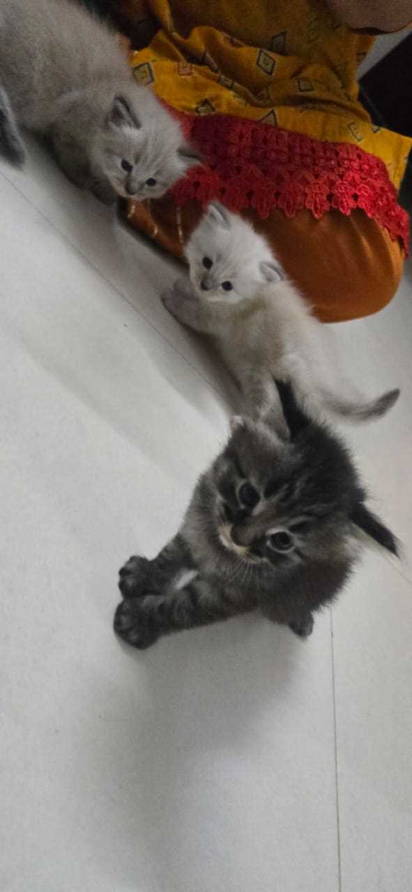 Himalayan For Sale In Faridabad