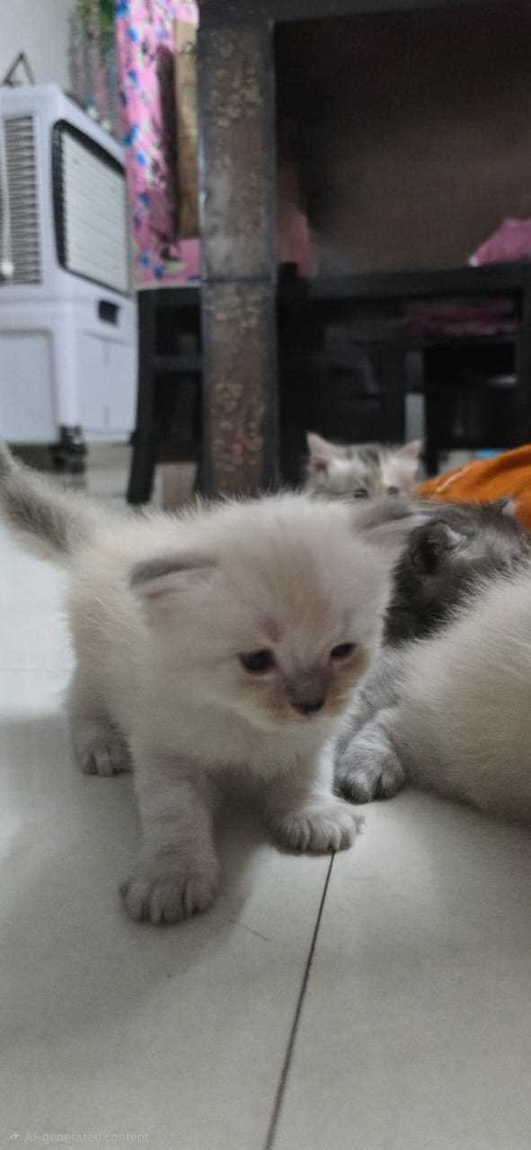 Himalayan For Sale In Faridabad