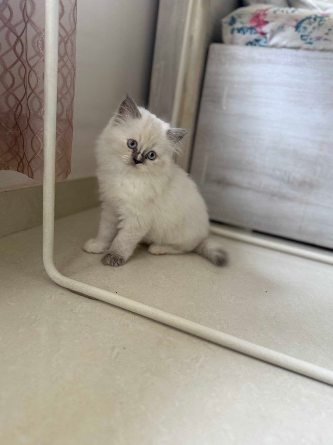 Persian For Sale In Pune