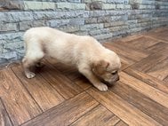 Labrador Retriever For Sale In Coimbatore