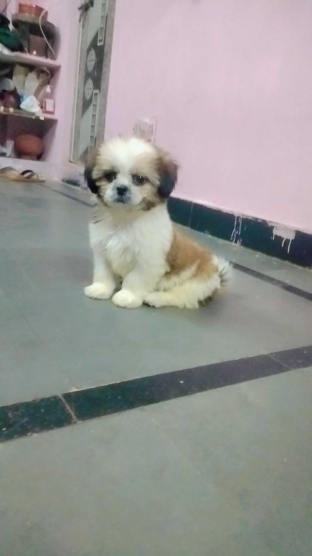 Shih Tzu For Sale In Hyderabad