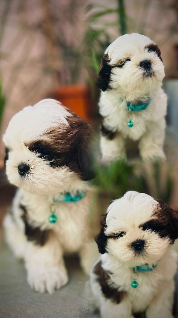 Shih Tzu For Sale In Bangalore