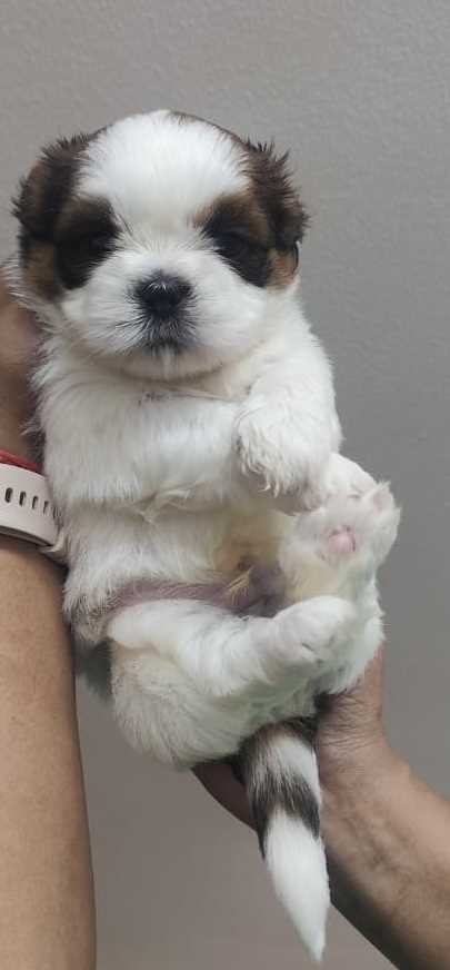 Shih Tzu For Sale In Bangalore