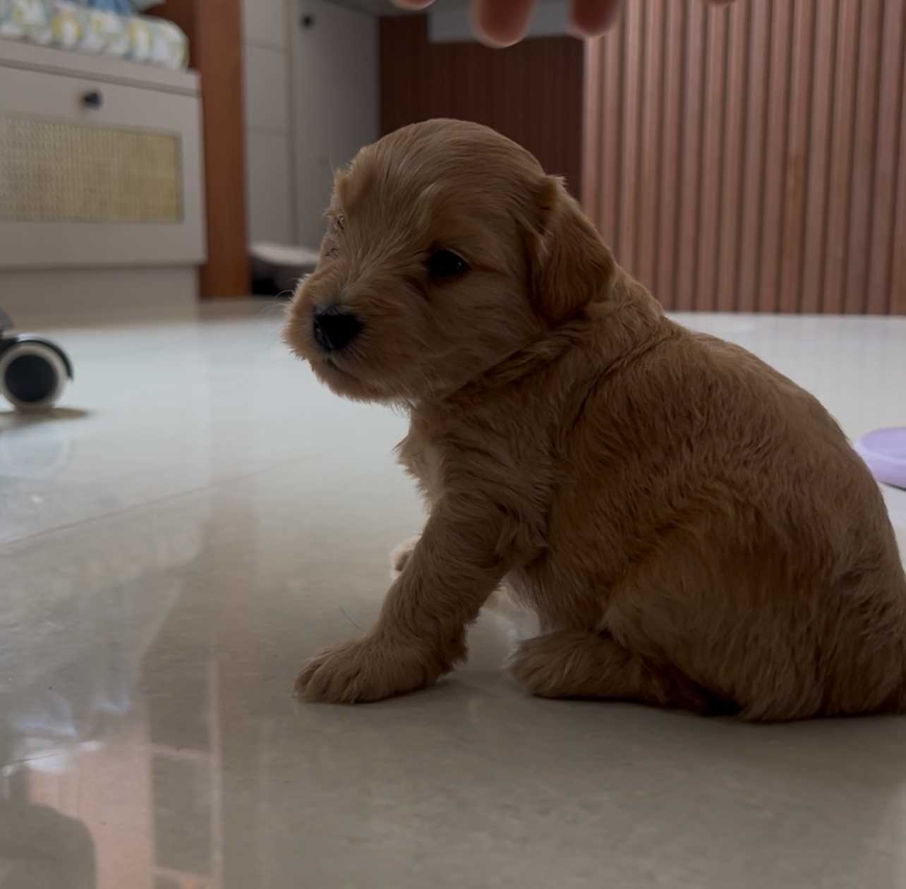 Maltipoo For Sale In Pune
