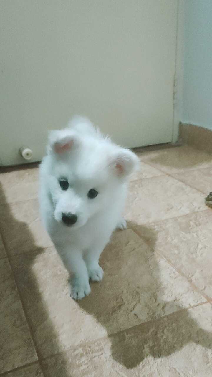 Pomeranian For Sale In Bangalore